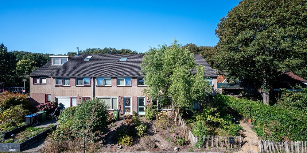 Boerhoorn 3 GLIMMEN
